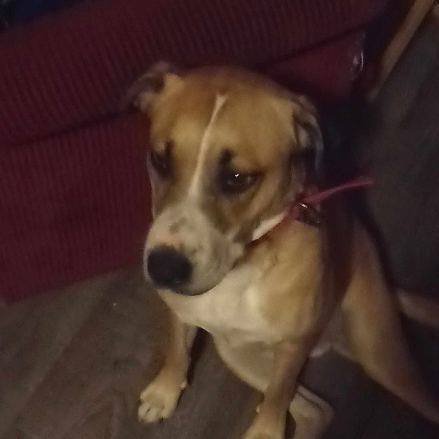 Shiloh is registered to the contest to win money with this photo: canidae, carnivore, companion_dog, dog, dog_breed, fawn, flooring, hardwood, non_sporting_group, paw, pet_supply, puppy, snout, sporting_group, tail, whiskers, wood, working_animal