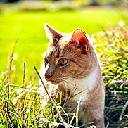 Delta joined the competition — help win amazing prizes! cat, animal, grass, outdoor, nature, pet, feline, green_eyes, sunlight, blurred_background, curious, ears, whiskers, close_up, portrait, mammal, field, daylight, wildlife, cute
