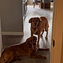 dog, golden_retriever, indoor, floor, hallway, dining_room, chair, table, plant, window, natural_light, wood_floor, pets, canine, domestic_animal, relaxed, panting, furniture, home_interior, companion