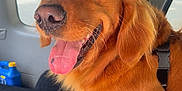 Ava joined the competition — help win amazing prizes! dog, golden_retriever, pet, animal, inside_car, tongue_out, happy, fur, ears, bow, blanket, car_seat, window, sunlight, close_up, canine, domestic_animal, mammal, companion, smiling