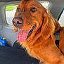 dog, golden_retriever, pet, animal, inside_car, tongue_out, happy, fur, ears, bow, blanket, car_seat, window, sunlight, close_up, canine, domestic_animal, mammal, companion, smiling