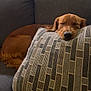 dog, golden_retriever, sleeping, pillow, couch, indoor, living_room, pet, resting, cozy, furniture, home, relaxation, brown_dog, canine, domestic_animal, comfort, nap, household, quiet
