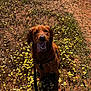 dog, golden_retriever, wet_dog, tongue_out, flowers, field, leash, harness, sunny_day, outdoor, grass, nature, pet, canine, happy, sitting, brown_dog, playful, summer, animal