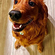 Ava is registered to the contest to win money with this photo: dog, golden_retriever, party_hat, happy, smiling, pet, animal, indoor, floor, brown, fur, canine, celebration, cute, looking_up, tongue, teeth, ears, domestic_animal, friendly