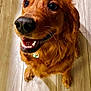 dog, golden_retriever, party_hat, happy, smiling, pet, animal, indoor, floor, brown, fur, canine, celebration, cute, looking_up, tongue, teeth, ears, domestic_animal, friendly