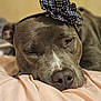 dog, sleeping, resting, headband, flower, polka_dot, brown_fur, close_up, pet, cozy, blanket, indoor, cute, animal, relaxed, snout, nose, ears, fur, portrait
