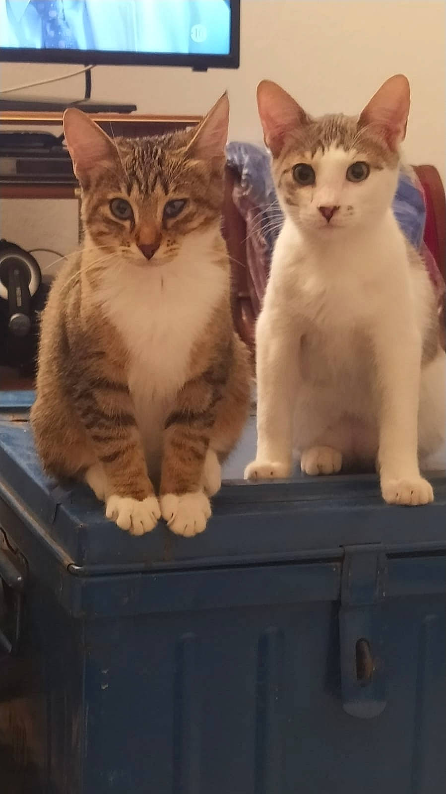 Merveille participe au concours pour gagner de l'argent avec cette photo : box, carnivore, cat, domestic_short_haired_cat, drawer, felidae, fur, paw, shelf, small_to_medium_sized_cats, snout, tail, whiskers