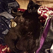 Midnight joined the competition — help win amazing prizes! cat, kitten, black_cat, tabby, animal, pet, snuggling, blanket, couch, fabric, cozy, indoor, fur, cute, relaxing, home, resting, playful, texture, friendship