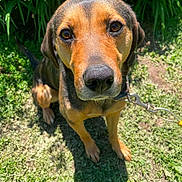 Shylow is registered to the contest to win money with this photo: animal, canine, closeup, collar, daylight, dog, ears, eyes, friendly, fur, grass, greenery, leash, nature, outdoor, pet, portrait, sitting, snout, sunlight