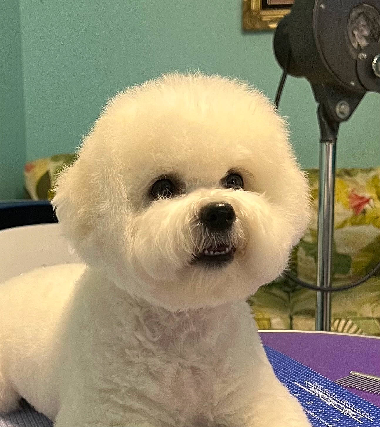 Margarita joined the competition — help win amazing prizes! bichon, canidae, carnivore, collar, companion_dog, dog, dog_breed, dog_collar, fur, maltepoo, non_sporting_group, plush, poodle, puppy, snout, sporting_group, stuffed_toy, terrier, toy_dog, working_animal