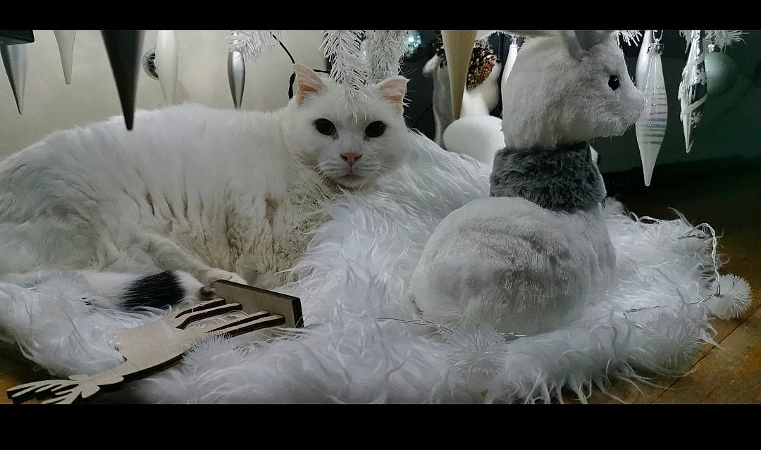 Whity participe au concours pour gagner de l'argent avec cette photo : art, carnivore, cat, claw, comfort, domestic_short_haired_cat, event, felidae, fur, pattern, paw, rectangle, small_to_medium_sized_cats, snout, tail, terrestrial_animal, whiskers