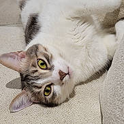 Bisou participe au concours pour gagner de l'argent avec cette photo : cat, pet, indoor, feline, relaxed, couch, fur, green_eyes, laying_down, whiskers, cute, domestic_animal, cozy, animal, mammal, tabby, white_fur, paws, resting, soft_texture