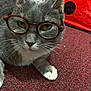 Nunu is registered to the contest to win money with this photo: cat, feline, gray_cat, glasses, spectacles, whiskers, paw, white_paw, carpet, red_background, pet, indoor, portrait, close_up, fur, ears, nose, eyes, playful, cute