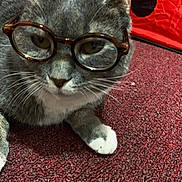 Nunu joined the competition — help win amazing prizes! cat, glasses, gray_cat, white_paw, whiskers, close_up, portrait, indoor, carpet, red_background, pet, feline, eyewear, cozy, curious, sitting, fur, cute, home, accessory