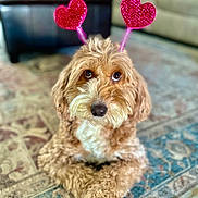Maple is registered to the contest to win money with this photo: dog, brown_fur, curly_fur, pet, heart_antennae, indoor, rug, looking_up, cute, animal, companion, fur, domestic_animal, adorable, playful, house, carpet, closeup, portrait, canine