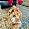 dog, brown_fur, curly_fur, pet, heart_antennae, indoor, rug, looking_up, cute, animal, companion, fur, domestic_animal, adorable, playful, house, carpet, closeup, portrait, canine