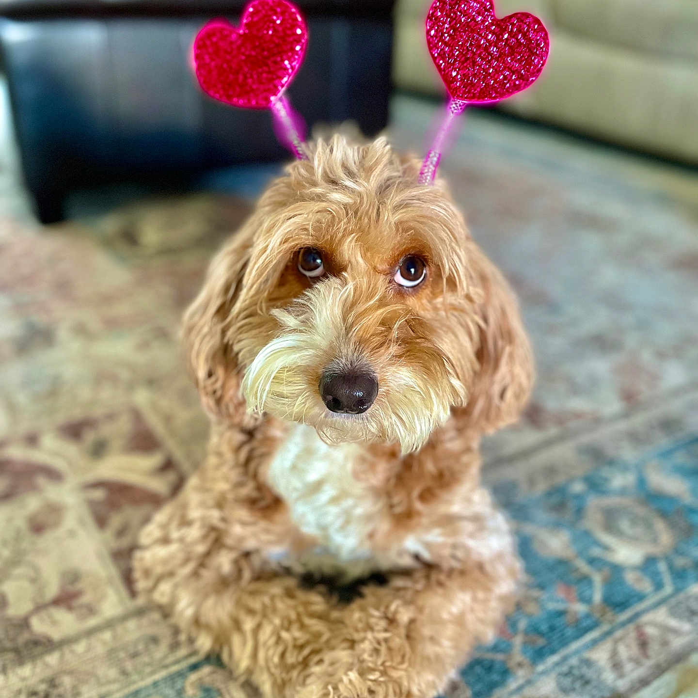 Maple is registered to the contest to win money with this photo: dog, brown_fur, curly_fur, pet, heart_antennae, indoor, rug, looking_up, cute, animal, companion, fur, domestic_animal, adorable, playful, house, carpet, closeup, portrait, canine
