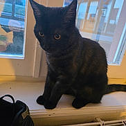 Mia a rejoint le concours — aidez-le/la à gagner de superbes lots ! black_cat, cat, cozy, domestic, dusk, ears, eyes, feline, fur, indoor, paws, pet, portrait, radiator, reflection, shoe, sitting, whiskers, window, windowsill