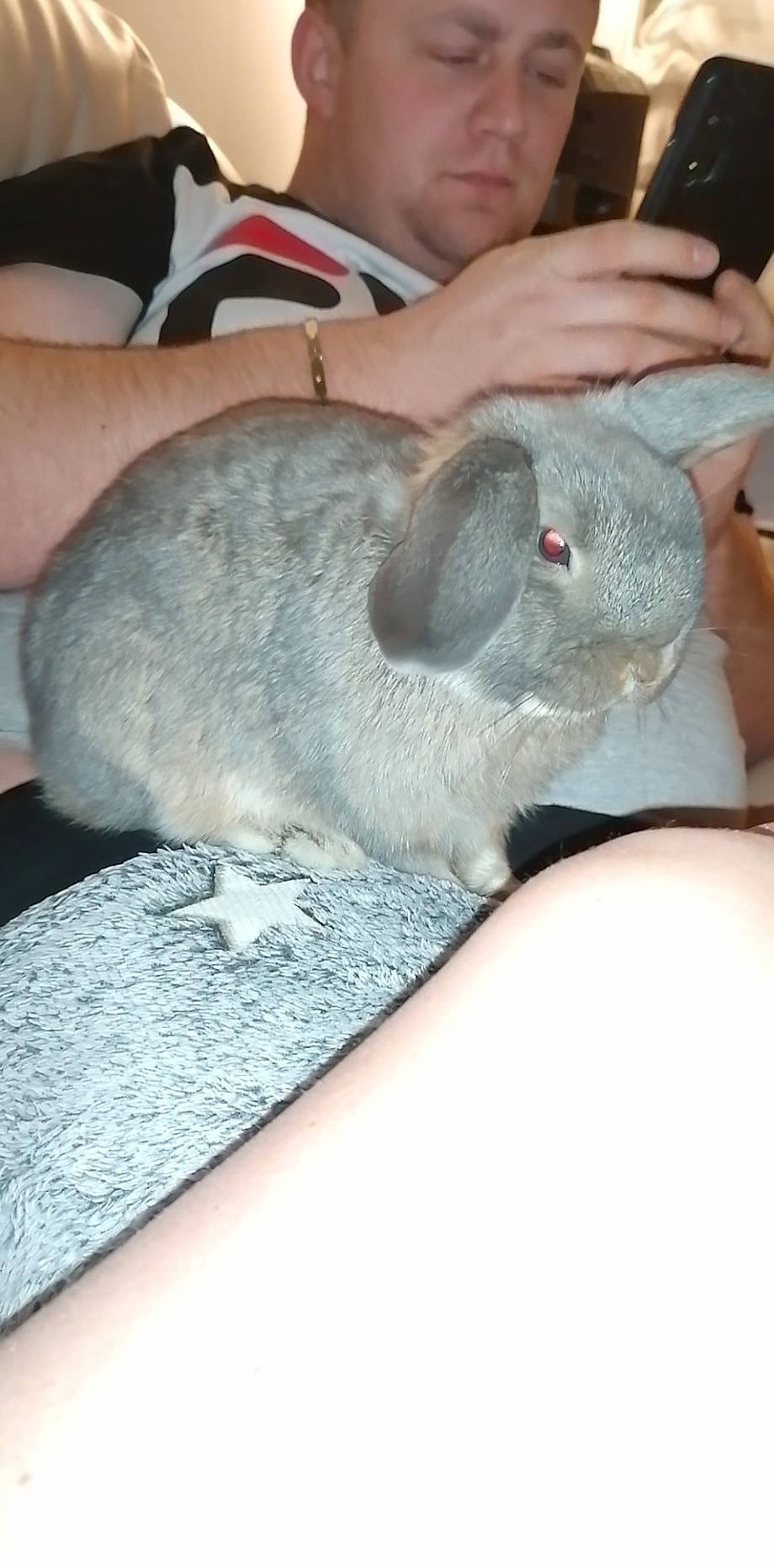 Malabar participe au concours pour gagner de l'argent avec cette photo : chinchilla, domestic_rabbit, ear, fawn, mammal, rabbit, rodent, vertebrate