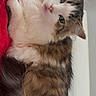 cat, kitten, pet, animal, fluffy, fur, tabby, white_fur, brown_fur, green_eyes, whiskers, ears, nose, portrait, close_up, indoors, red_blanket, lounging, cute, tilted_pose