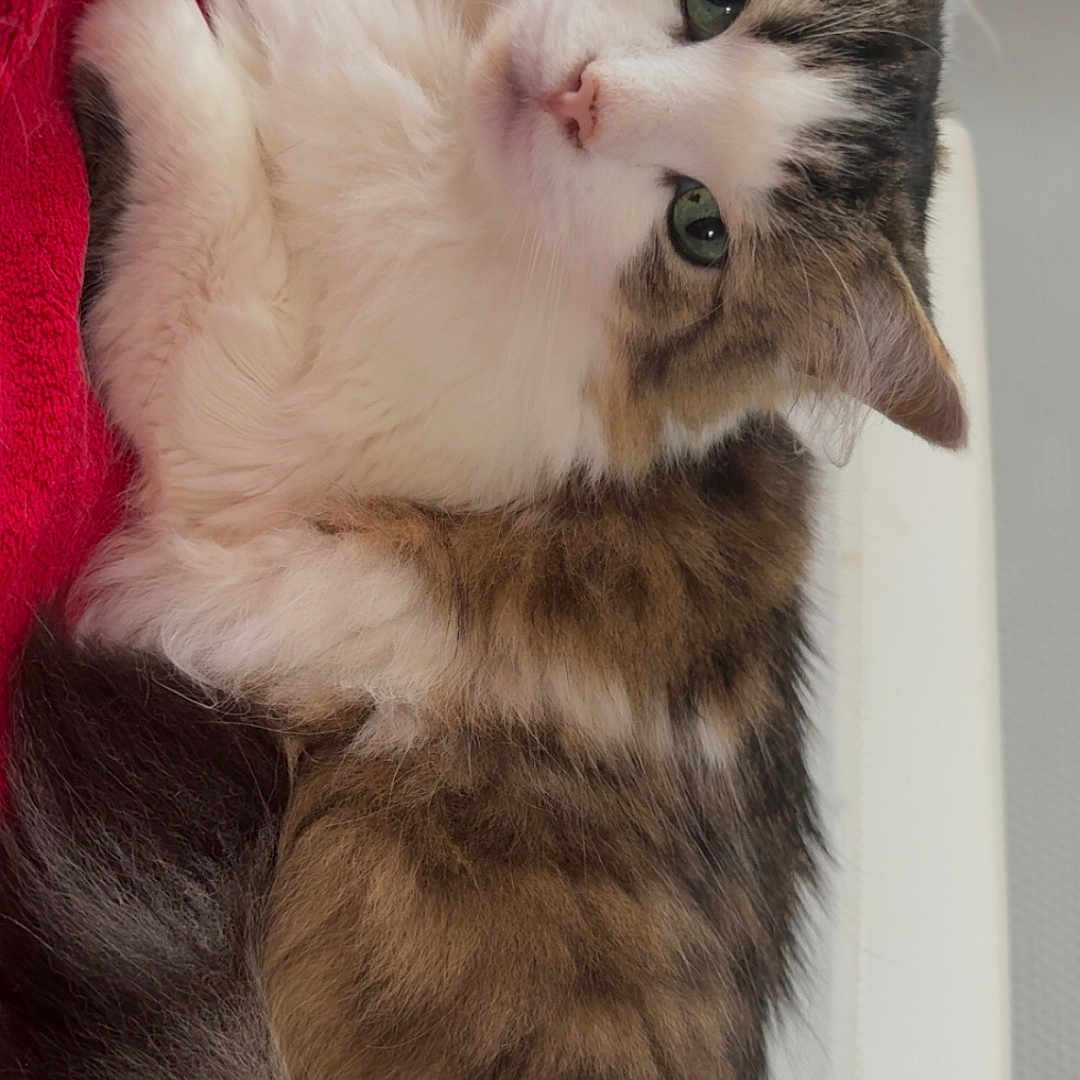 Ruby