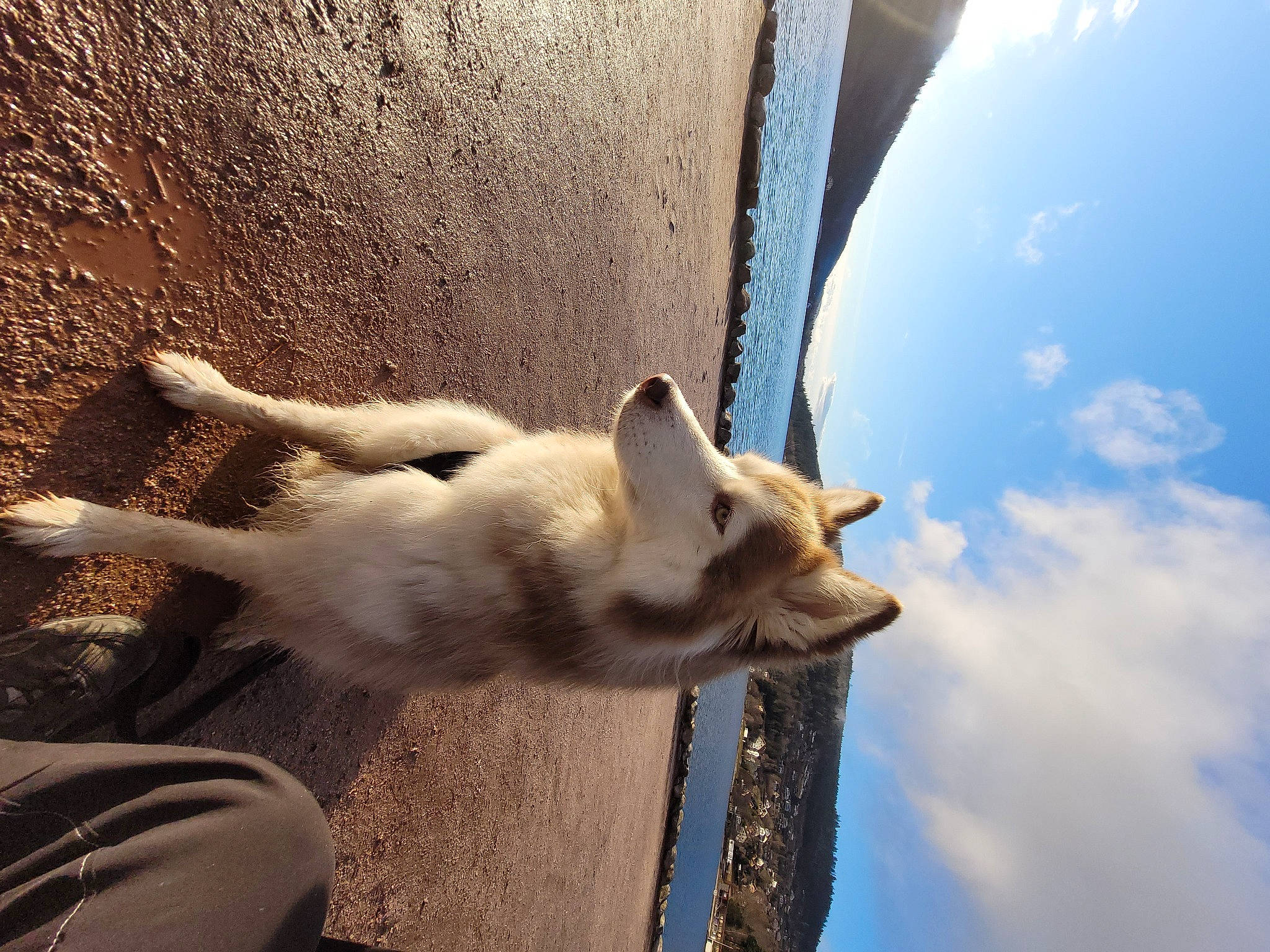 Nouchka participe au concours pour gagner de l'argent avec cette photo : canidae, carnivore, cloud, companion_dog, cumulus, dog, dog_breed, fawn, felidae, fur, non_sporting_group, paw, sky, small_to_medium_sized_cats, sporting_group, tail, whiskers, working_animal