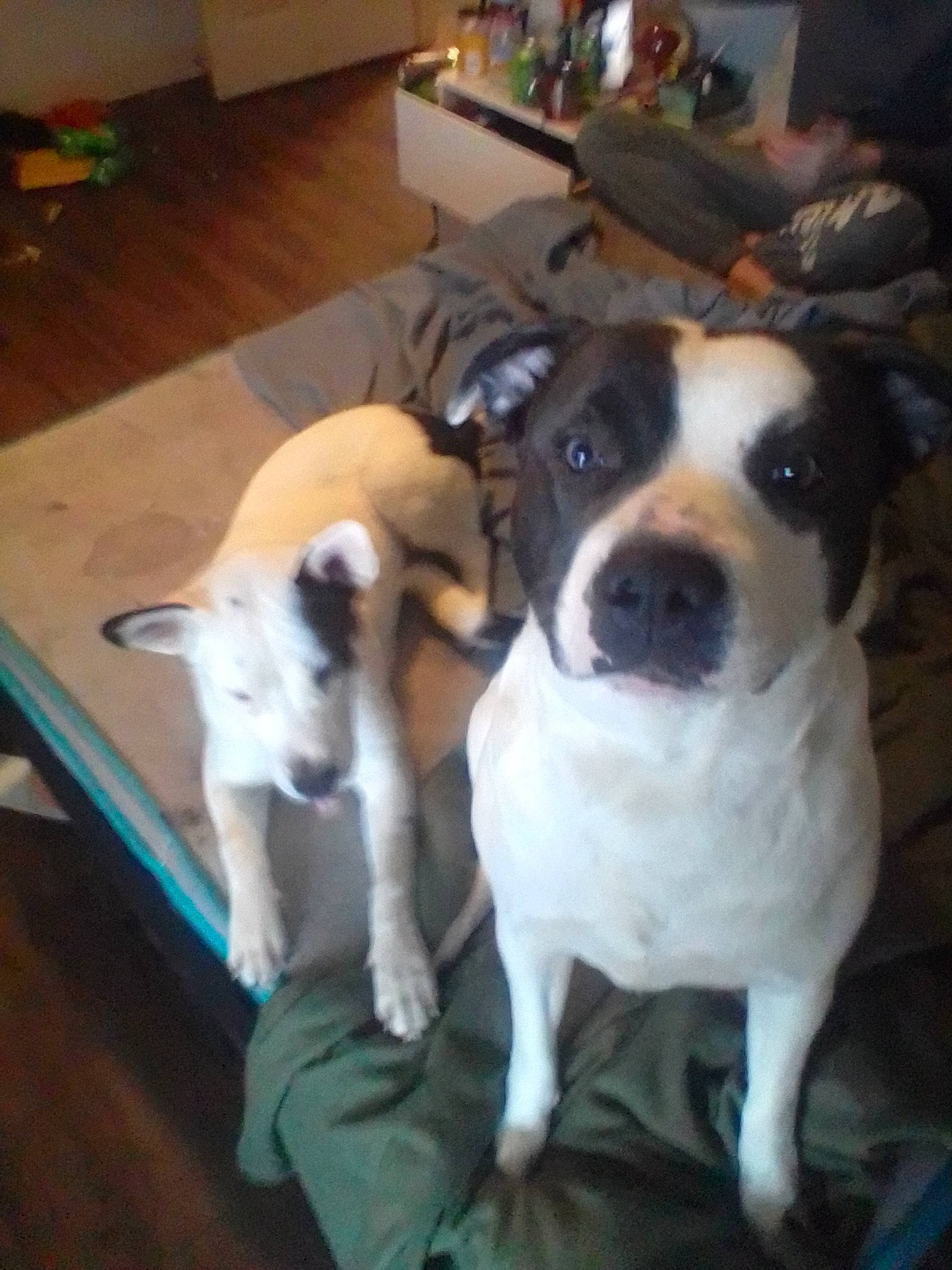 Liberty joined the competition — help win amazing prizes! carnivore, collar, companion_dog, dog, dog_breed, flooring, fur, guard_dog, hardwood, house, non_sporting_group, paw, puppy, tail, toy_dog, whiskers, wood, wood_flooring, working_animal, working_dog