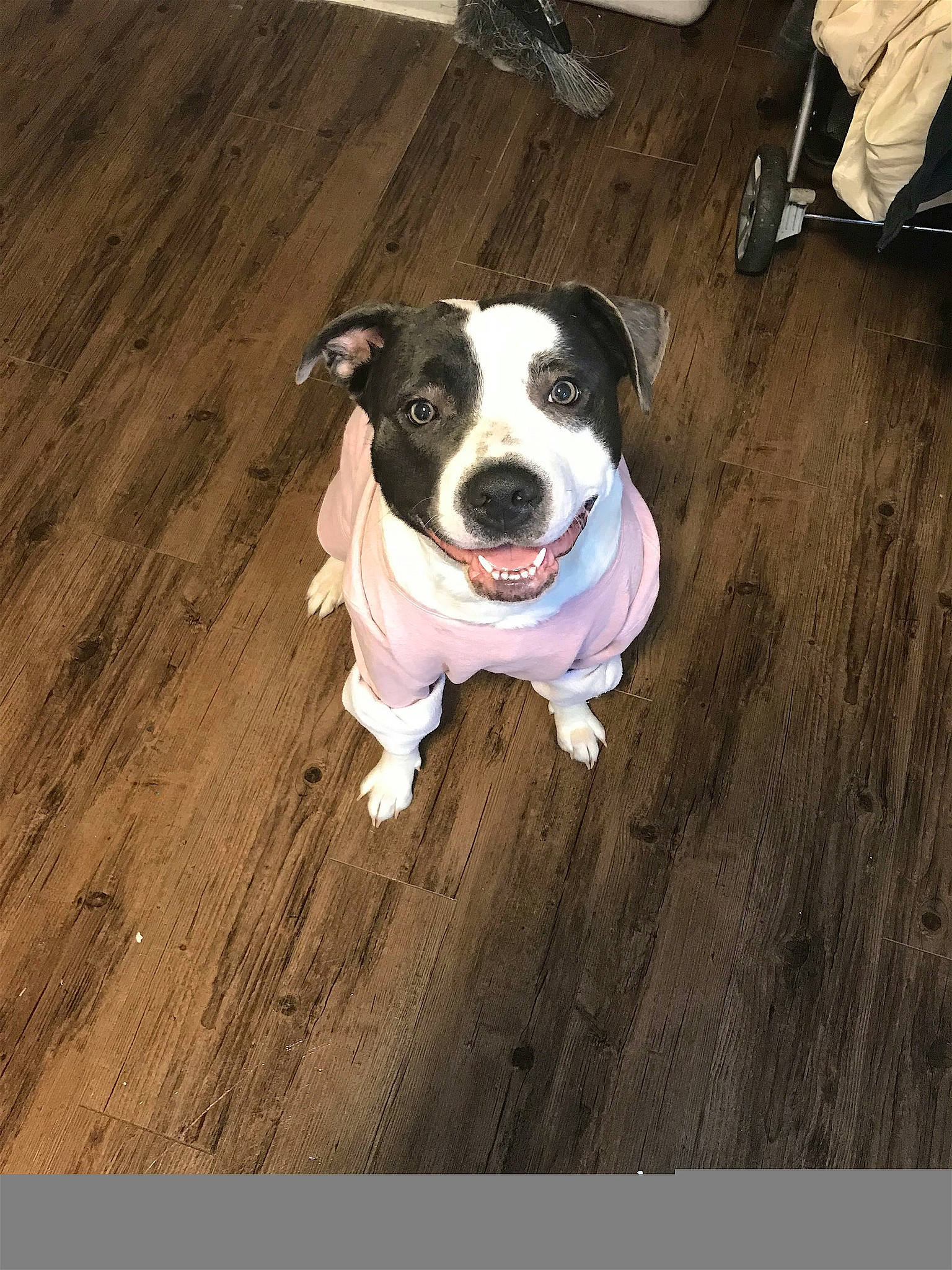 Liberty joined the competition — help win amazing prizes! canidae, carnivore, collar, companion_dog, dog, dog_breed, dog_collar, dog_supply, fawn, floor, flooring, hardwood, pet_supply, snout, sporting_group, tail, whiskers, wood, wood_stain, working_animal