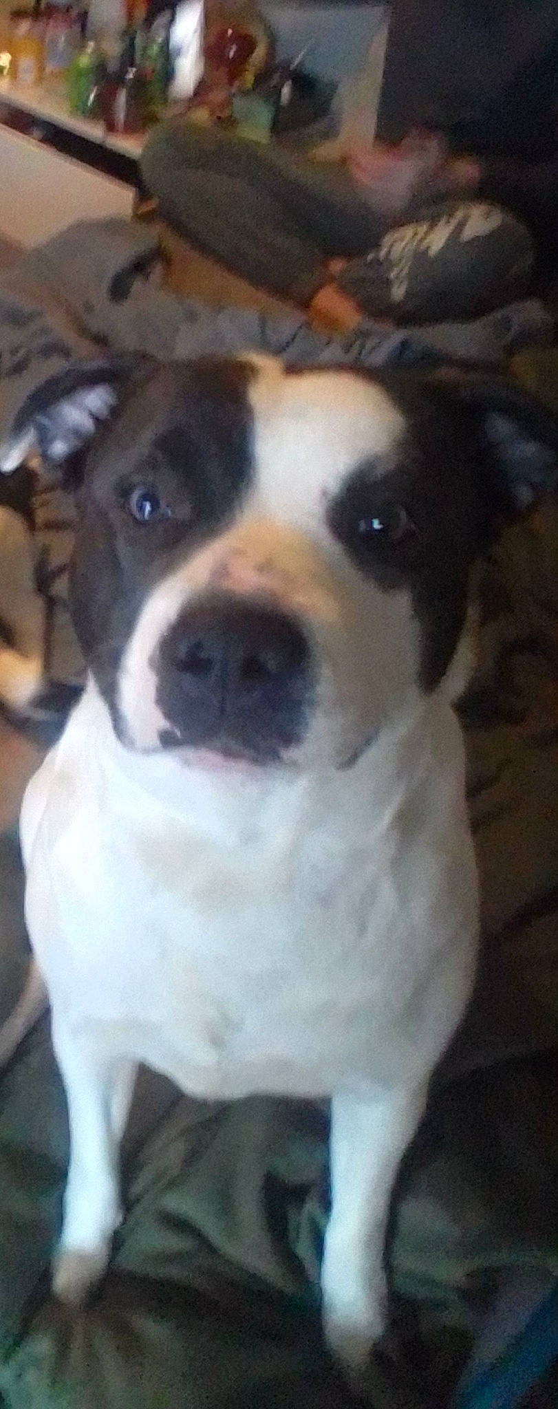 Liberty joined the competition — help win amazing prizes! canidae, carnivore, collar, companion_dog, dog, dog_breed, dog_collar, fawn, non_sporting_group, sporting_group, tail, terrestrial_animal, working_animal