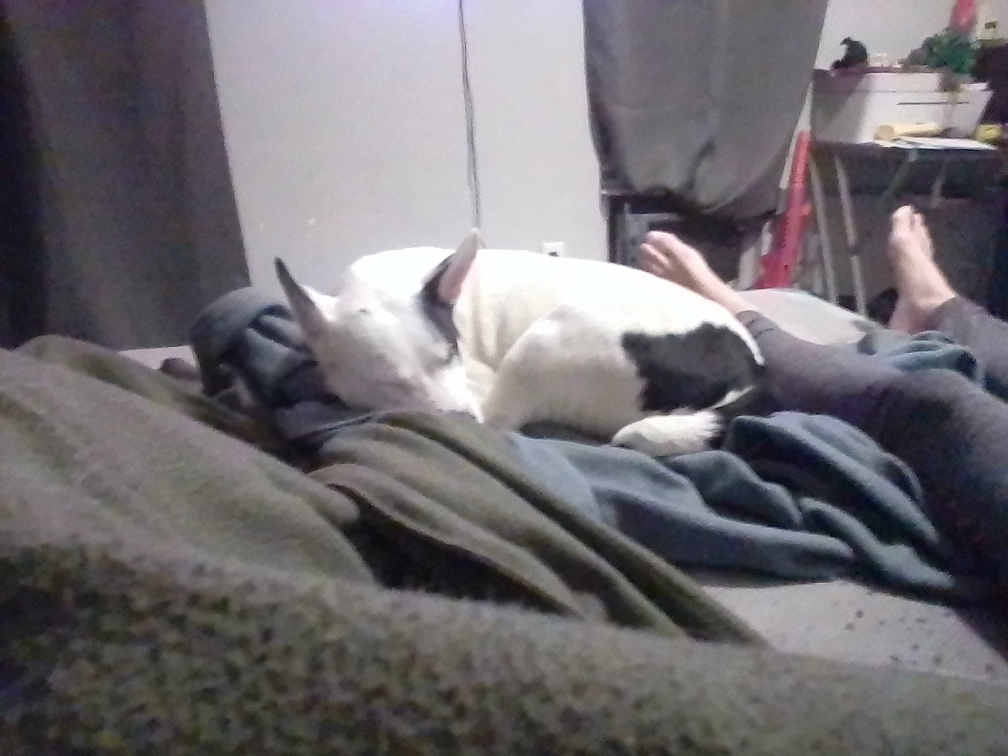 Magic is registered to the contest to win money with this photo: canidae, carnivore, comfort, companion_dog, dog, dog_breed, felidae, fur, linens, non_sporting_group, room, small_to_medium_sized_cats, sporting_group, whiskers