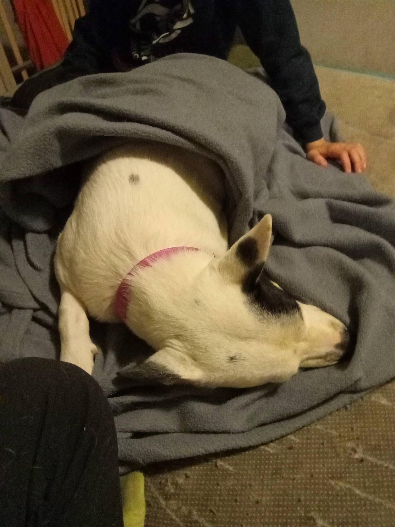 Magic is registered to the contest to win money with this photo: bull_terrier, canidae, carnivore, comfort, companion_dog, dog, dog_breed, ear, fawn, felidae, fur, linens, nap, non_sporting_group, paw, snout, sporting_group, tail, toy_dog, working_animal