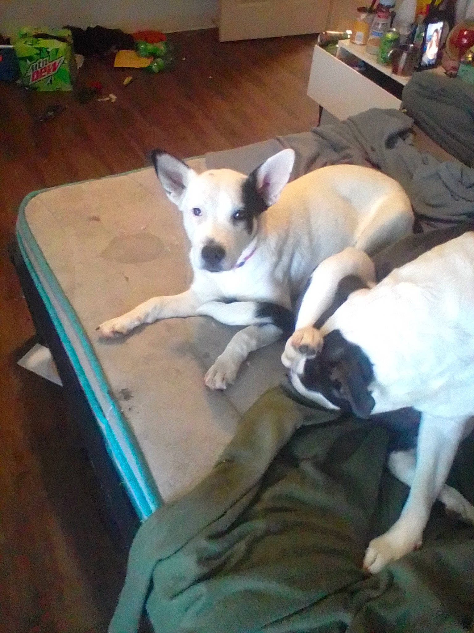 Magic is registered to the contest to win money with this photo: canidae, carnivore, collar, comfort, companion_dog, couch, dog, dog_breed, fawn, flooring, furniture, hardwood, paw, pet_supply, room, sporting_group, table, tail, wood, working_animal