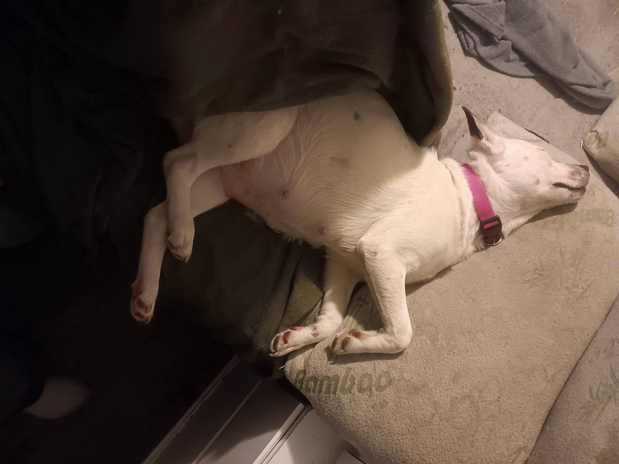 Magic is registered to the contest to win money with this photo: bull_terrier, canidae, carmine, carnivore, comfort, companion_dog, dog, dog_breed, fawn, felidae, human_leg, paw, small_to_medium_sized_cats, snout, sporting_group, tail, terrestrial_animal, toy_dog, whiskers, working_animal