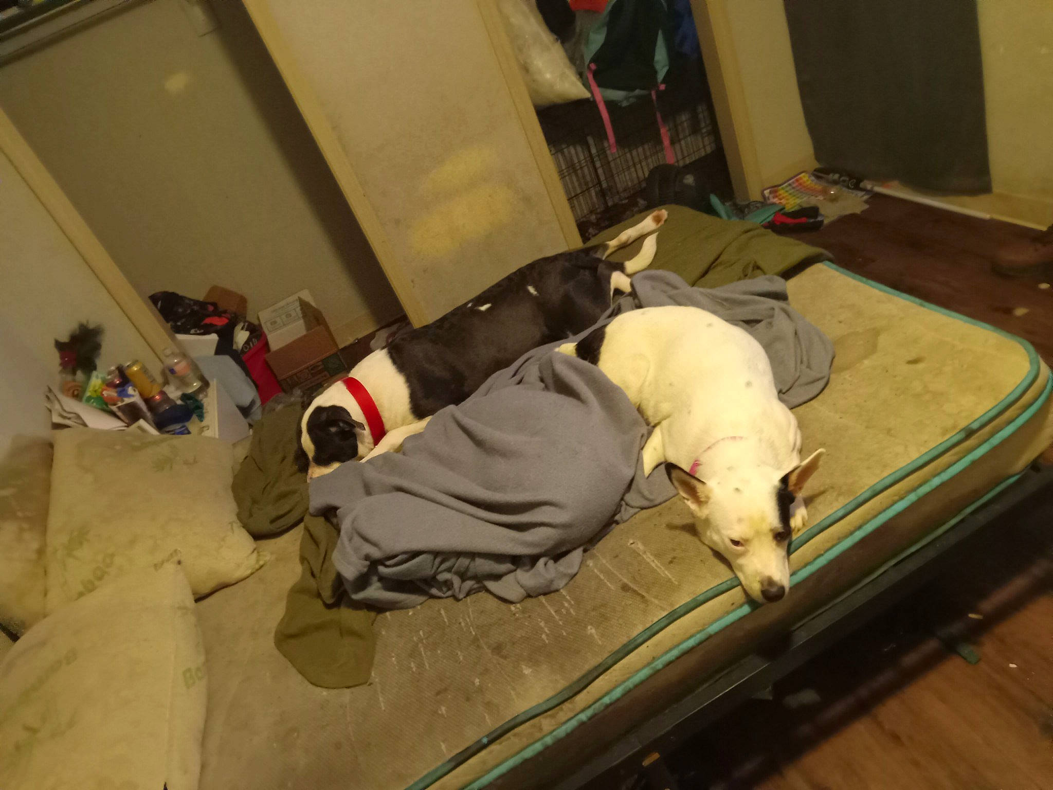 Magic joined the competition — help win amazing prizes! bed, bed_sheet, bedding, carnivore, comfort, companion_dog, dog, dog_breed, fawn, felidae, floor, flooring, hardwood, linens, machine, room, service, sporting_group, wood, working_animal