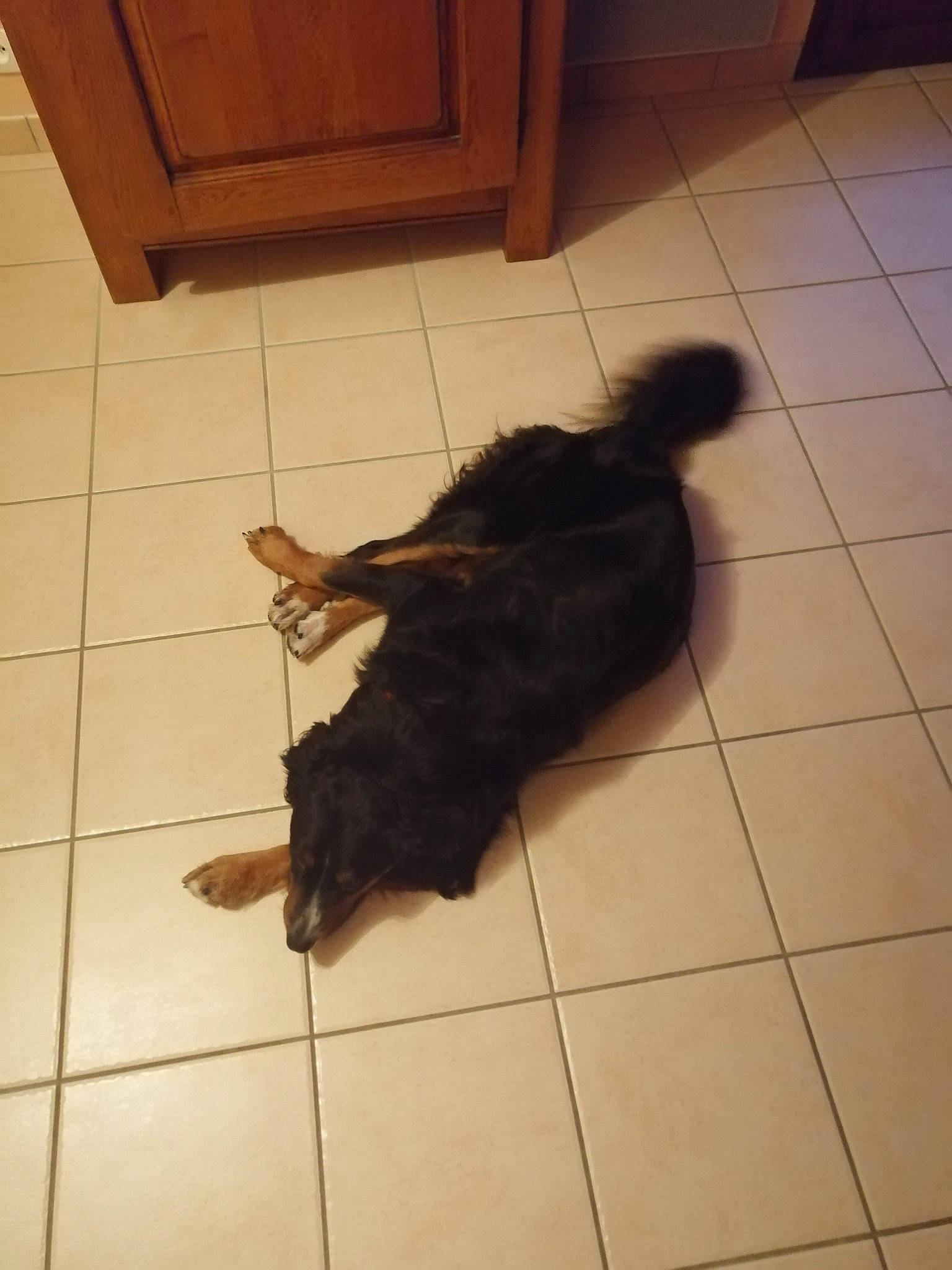 Maika a rejoint le concours — aidez-le/la à gagner de superbes lots ! canidae, carnivore, comfort, companion_dog, dog, dog_breed, felidae, floor, flooring, fur, hardwood, liver, shadow, small_to_medium_sized_cats, sporting_group, tail, terrestrial_animal, tints_and_shades, wood, wood_stain