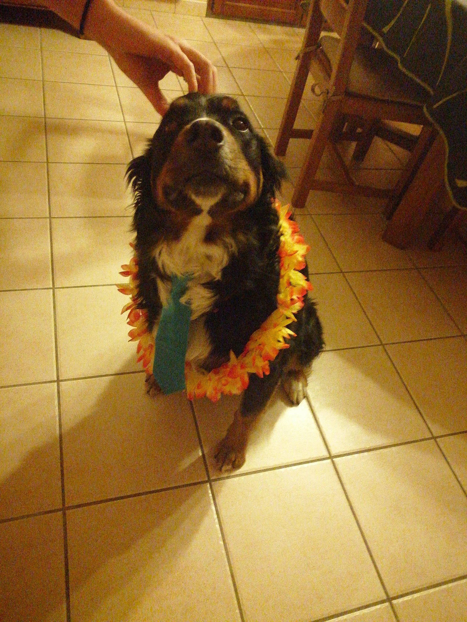 Maika a rejoint le concours — aidez-le/la à gagner de superbes lots ! canidae, carnivore, chair, collar, companion_dog, dog, dog_breed, dog_collar, dog_supply, floor, flooring, fur, leash, liver, pet_supply, snout, sporting_group, tail, tile_flooring, working_animal