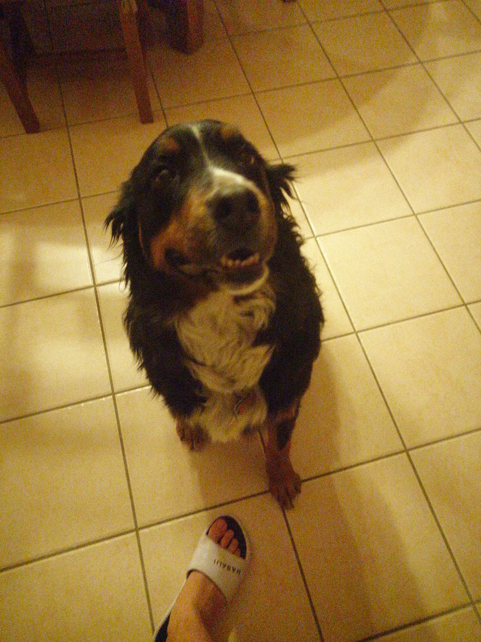 Maika a rejoint le concours — aidez-le/la à gagner de superbes lots ! canidae, carnivore, cocker_spaniel, companion_dog, dog, dog_breed, floor, flooring, foot, fur, gun_dog, hardwood, liver, snout, spaniel, tile, tile_flooring, whiskers, wood, working_animal