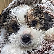 Prince is registered to the contest to win money with this photo: puppy, dog, close_up, fur, blanket, cute, pet, animal, snuggled, soft, face, nose, paw, eyes, cozy, indoors, fluffy, portrait, warm, young