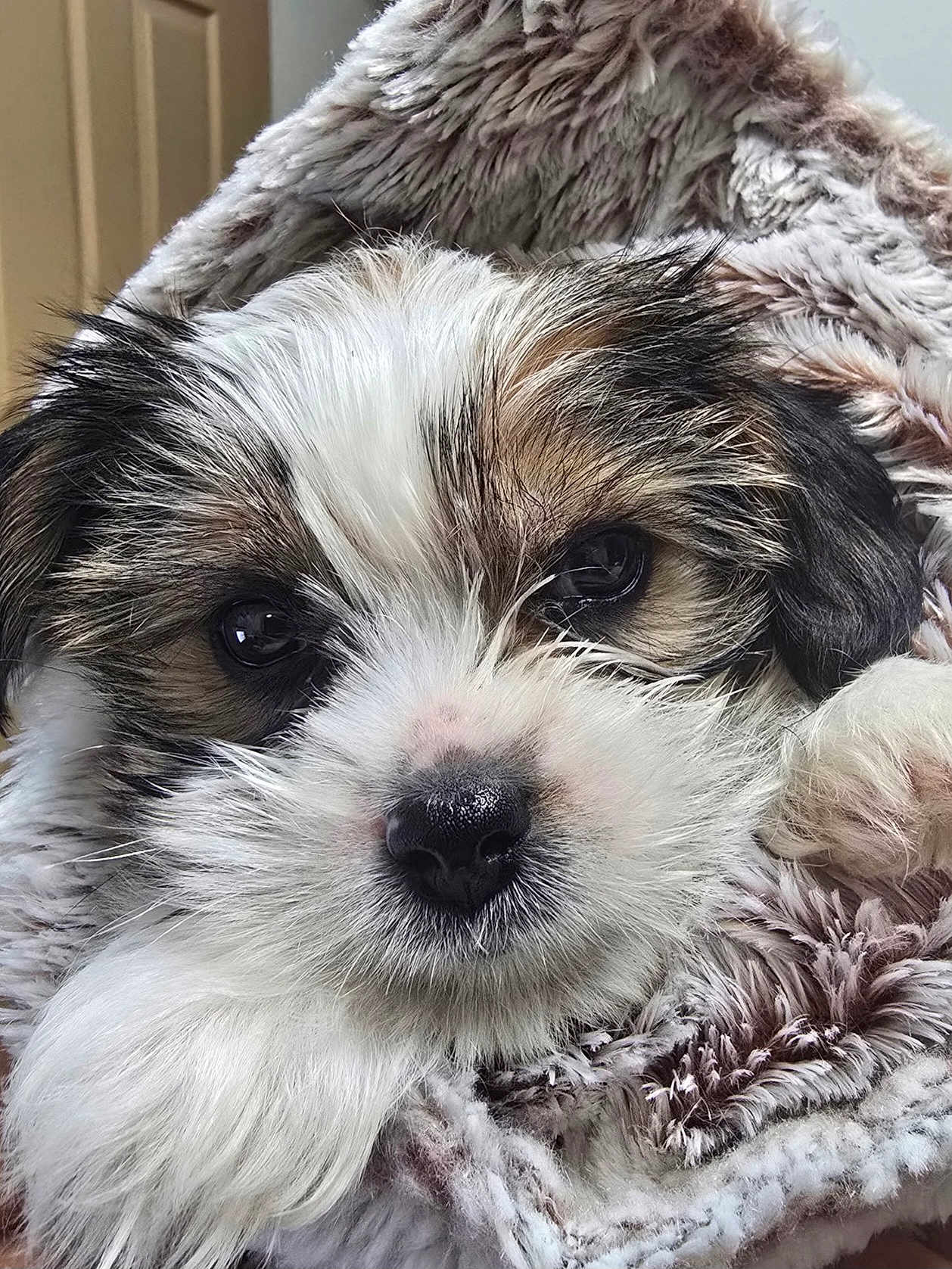 Prince is registered to the contest to win money with this photo: puppy, dog, close_up, fur, blanket, cute, pet, animal, snuggled, soft, face, nose, paw, eyes, cozy, indoors, fluffy, portrait, warm, young
