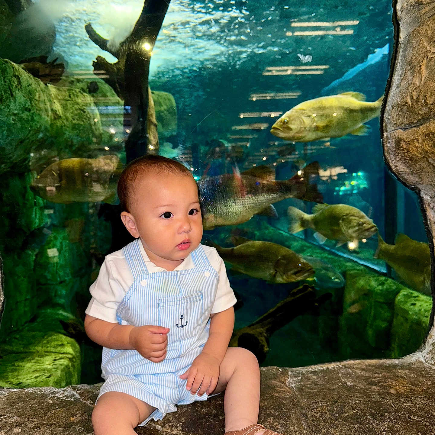 Luka is registered to the contest to win money with this photo: aquarium, baby, child, curious, cute, exploration, fish, glass, indoor, marine_life, nature, overalls, portrait, reflection, rocks, sandals, sitting, toddler, underwater, water