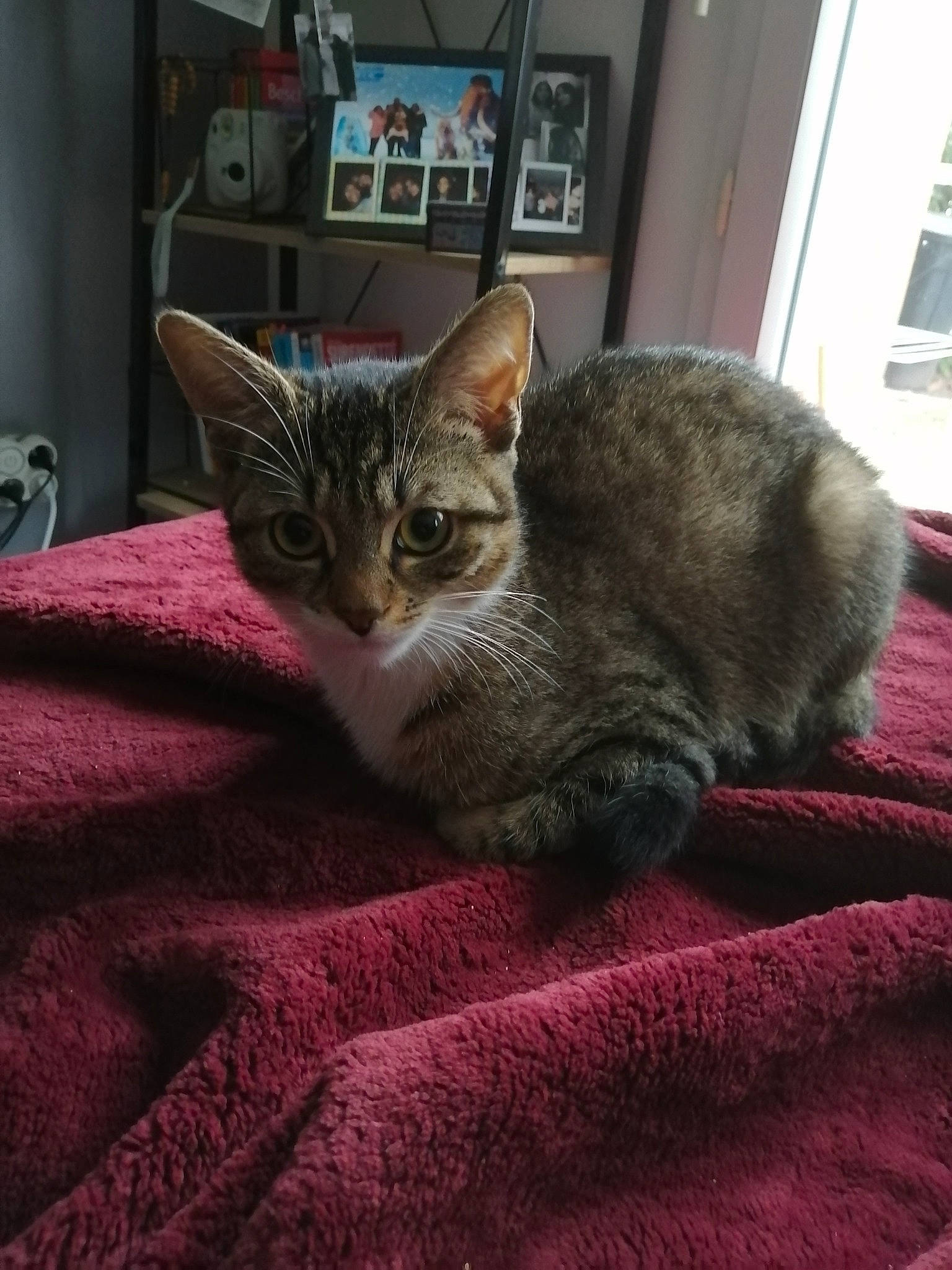 Kawaii participe au concours pour gagner de l'argent avec cette photo : asian, australian_mist, california_spangled, carnivore, cat, chausie, domestic_short_haired_cat, dragon_li, egyptian_mau, european_shorthair, felidae, german_rex, kitten, mammal, ocicat, singapura, small_to_medium_sized_cats, tabby_cat, vertebrate, whiskers