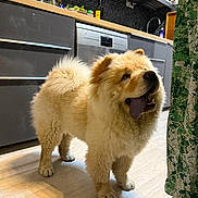 Ambre a rejoint le concours — aidez-le/la à gagner de superbes lots ! dog, chow_chow, fluffy, tongue_out, kitchen, floor, cabinet, dishwasher, countertop, bottle, curtain, indoor, pet, animal, mammal, standing, happy, tongue, fur, appliance