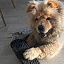 Ambre participe au concours pour gagner de l'argent avec cette photo : dog, puppy, fluffy, indoor, floor, sandal, paw, happy, pet, canine, furniture, shoe, light, playful, fur, domestic, cute, animal, tongue, smiling