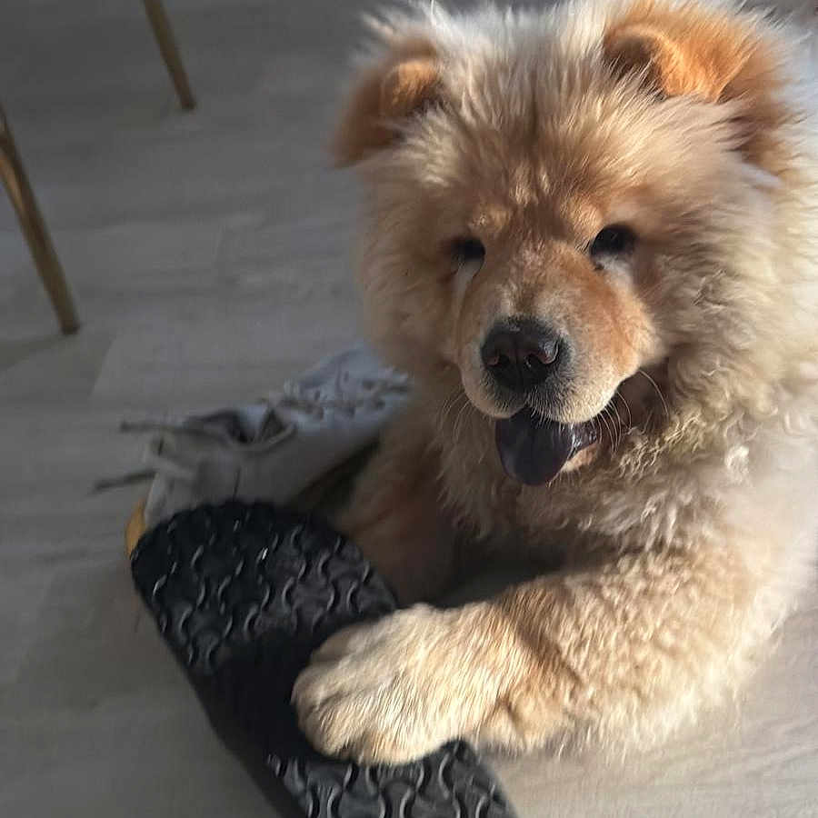 Ambre participe au concours pour gagner de l'argent avec cette photo : animal, canine, cute, dog, domestic, floor, fluffy, fur, furniture, happy, indoor, light, paw, pet, playful, puppy, sandal, shoe, smiling, tongue
