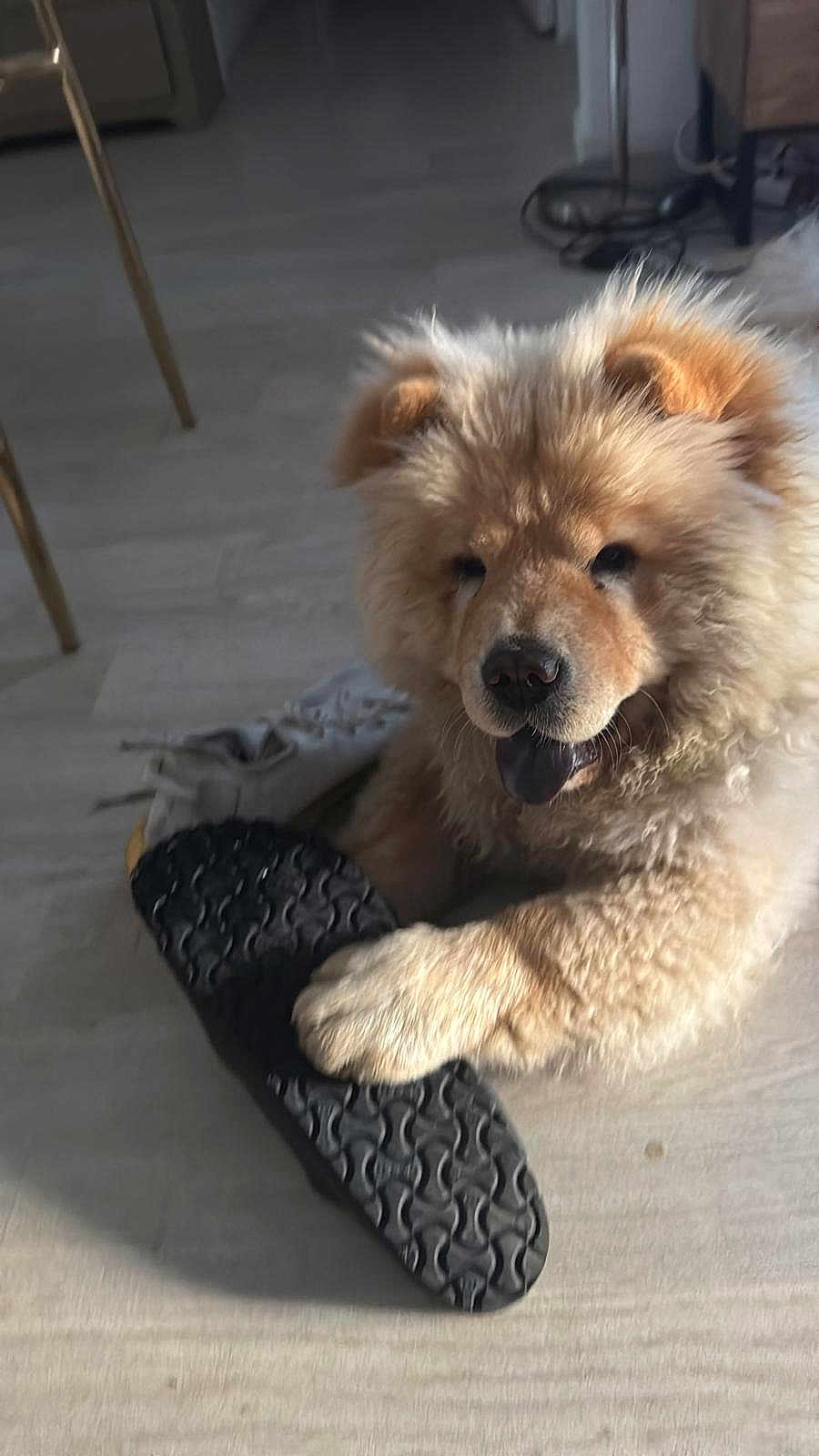 Ambre participe au concours pour gagner de l'argent avec cette photo : dog, puppy, fluffy, indoor, floor, sandal, paw, happy, pet, canine, furniture, shoe, light, playful, fur, domestic, cute, animal, tongue, smiling