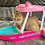 Mango is registered to the contest to win money with this photo: cat, toy_boat, barbie, pink, orange_cat, indoor, curious, fluffy, pet, feline, playful, living_room, soft_surface, close_up, cute, animal, domestic_cat, toy, funny, sitting