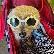 Madison is registered to the contest to win money with this photo: accessory, animal, black_and_white, blanket, canine, comfort, cute, dog, fashion, fluffy, fur, indoors, leisure, nose, pattern, pet, red, relaxed, stroller, sunglasses