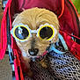 accessory, animal, black_and_white, blanket, canine, comfort, cute, dog, fashion, fluffy, fur, indoors, leisure, nose, pattern, pet, red, relaxed, stroller, sunglasses