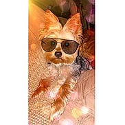 Prince joined the competition — help win amazing prizes! animal, beige, brown, companion, couch, cozy, cute, dog, eyewear, fur, indoor, lens_flare, looking_at_camera, pet, portrait, relaxed, small_dog, sunglasses, warm_lighting, yorkshire_terrier