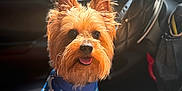 Prince joined the competition — help win amazing prizes! dog, small_dog, yorkshire_terrier, car_interior, steering_wheel, car_seat, red_seat, blue_shirt, pet_clothing, tongue_out, sunlight, fluffy_fur, cute, sitting, pet, animal, indoor, portrait, happy, closeup